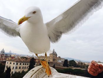 View of bird in flight