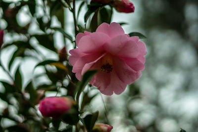 Close-up of pink rose