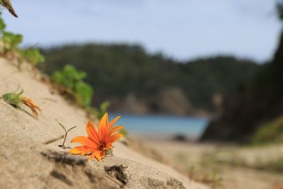 Close-up of flowers against blurred background