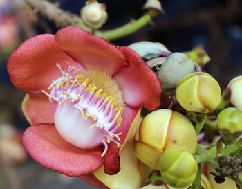 Close-up of flowering plant