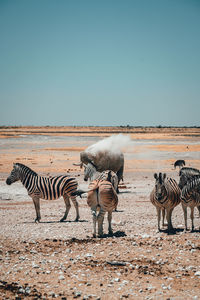 View of zebras
