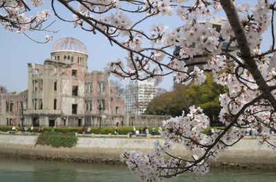 View of cherry blossom tree with atomic  bomb dome building in background