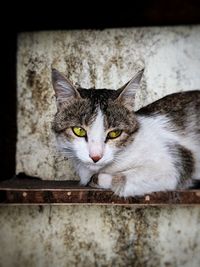 Close-up portrait of a cat