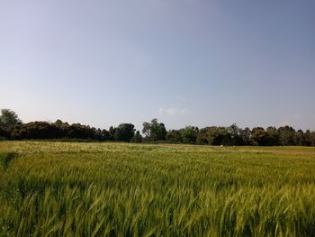 Scenic view of field against clear sky