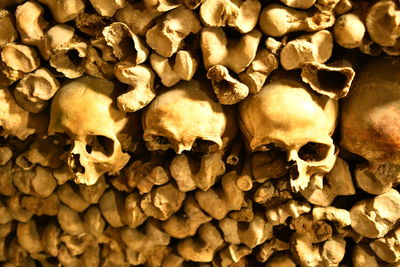 Full frame shot of human skull