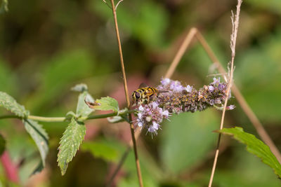 Close-up of bee on flower
