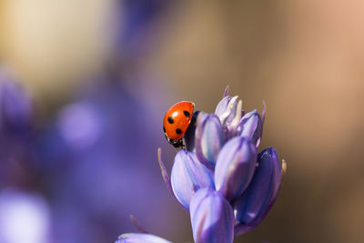 Close-up of ladybug on purple flowers