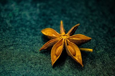 High angle view of yellow flower on table