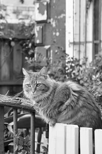 Portrait of cat sitting outdoors