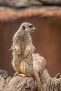 Close-up of a meerkat looking away