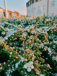 Close-up of flowering plant against building