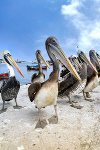 Flock of birds on beach