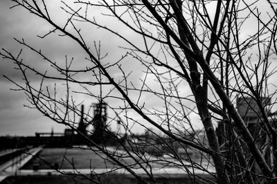 Bare trees against sky