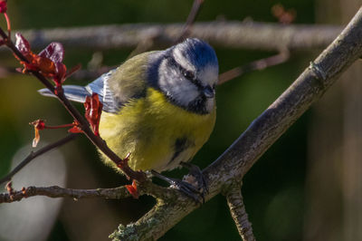 Close-up of bird perching on branch