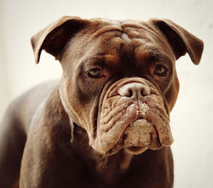 Close-up portrait of dog looking at camera