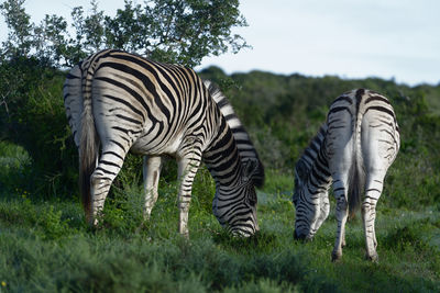 Zebras on field against sky