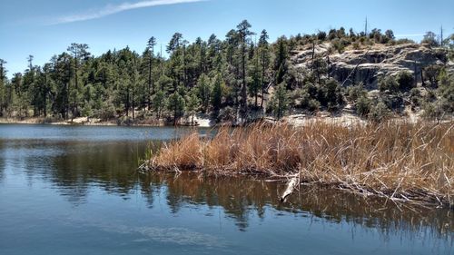 Reflection of trees in calm lake