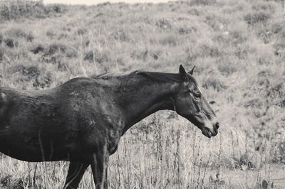 Side view of horse on field