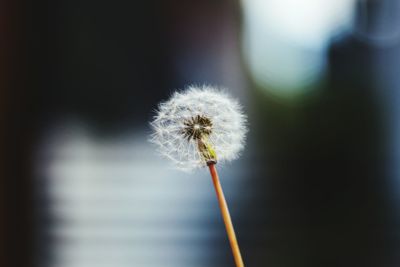 Close-up of dandelion against blurred background