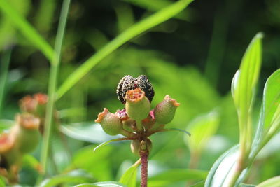 Close-up of butterfly on plant