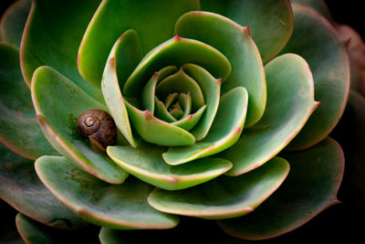 Close-up of snail on plant