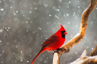 Close-up of a male cardinal perched on a branch during a snow storm