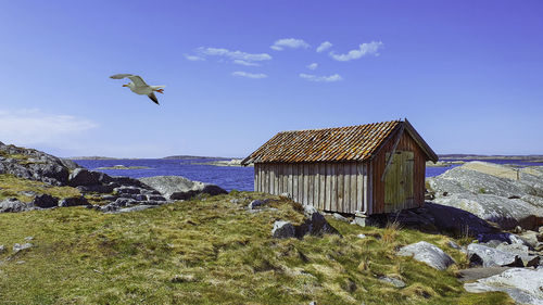 Bird flying over a building
