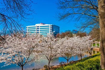 Bare trees and plants against blue sky