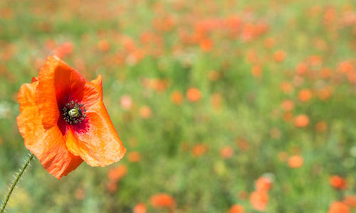 Close-up of orange poppy growing on plant