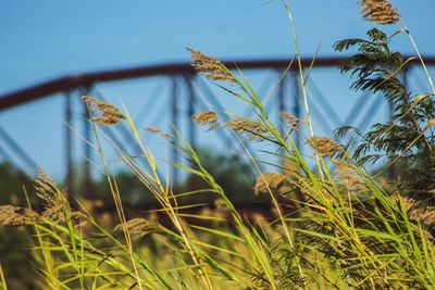 Low angle view of crops growing on field against sky