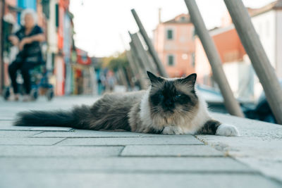 Portrait of cat relaxing outdoors