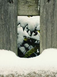 Close-up of snow on tree trunk