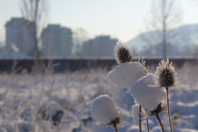 Close-up of frozen plants on field during winter