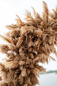 Close-up of plant against sky