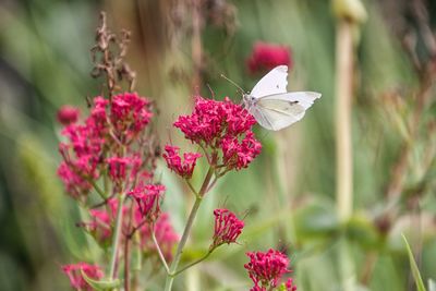 Close-up of butterfly pollinating on pink flower