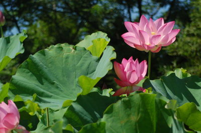 Close-up of pink lotus water lily