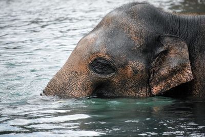 Close-up portrait of elephant in water