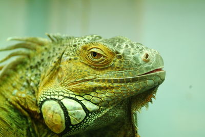 Close-up of a lizard