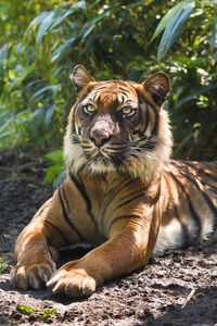 Tiger drinking water