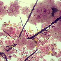 Pink flowers blooming on tree