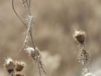 Close-up of dried plant