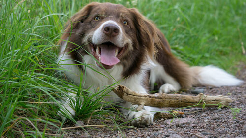 View of a dog on field