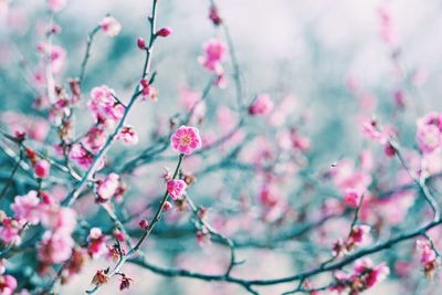 Close-up of pink flowers on tree