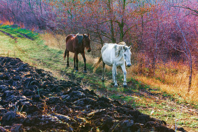 Horse standing in field during autumn