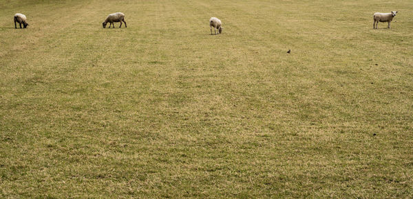 View of sheep grazing in field