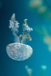 Jellyfish swimming in sea