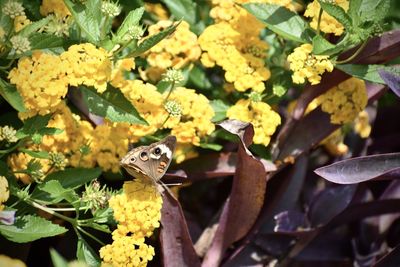 Close-up of a bird on a flower
