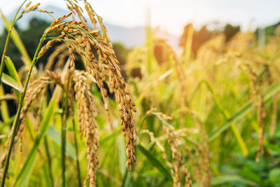 Close-up of stalks in field