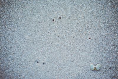 High angle view of shells on sand