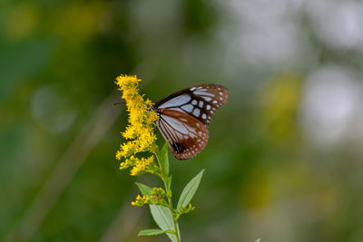 Close-up of butterfly on yellow flower